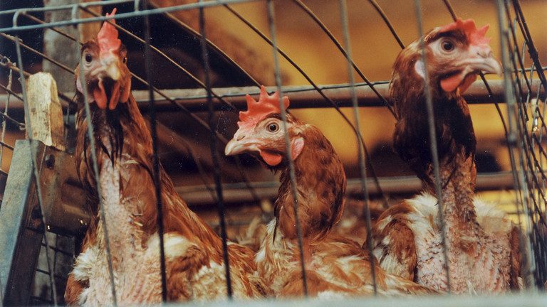 România şi Bulgaria raportează focare de gripă aviară, în timp ce Europa se confruntă cu un nou val al virusului (WOAH)