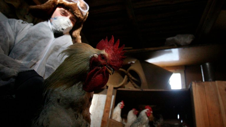 Rusia a raportat la OMS primele cazuri de infectare umană cu varianta AH5N8 a gripei aviare