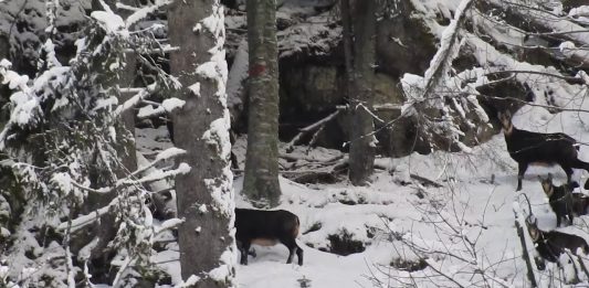 capra neagra Retezat Parc National, Romsilva, Facebook