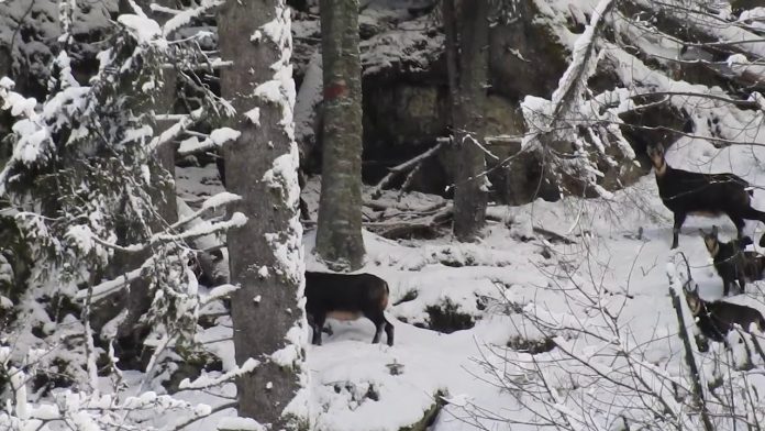 capra neagra Retezat Parc National, Romsilva, Facebook