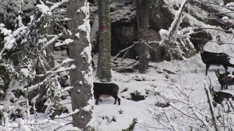 VIDEO. Wild Romania. Black goats seen prancing though forest in Transylvania