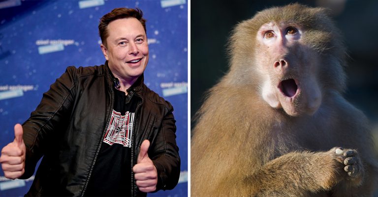 Elon Musk a implantat un cip în creierul unei maimuțe care acum joacă jocuri video: Este o maimuță fericită