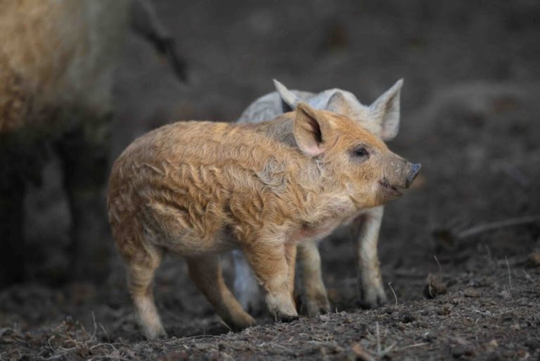 Buget de 700.000 de lei pentru susţinerea crescătorilor de porci de reproducţie din rasele Bazna şi Mangaliţa