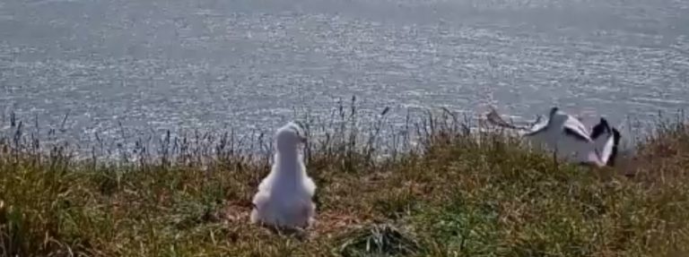 VIDEO VIRAL | Aterizarea cu tumbe a unui albatros, după ce i s-a înfipt ciocul în pământ