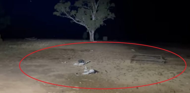VIDEO | Invazie „monumentală” de şoareci în Australia. „Sunt peste tot în casă”