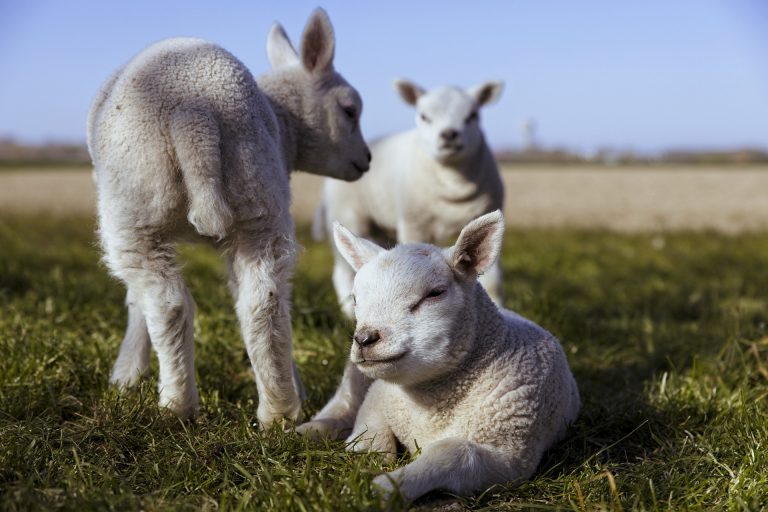 Ministerul Agriculturii și ANSVSA solicită crescătorilor de ovine să oprească mişcarea animalelor pentru trei săptămâni pentru a eradica pesta micilor rumegătoare