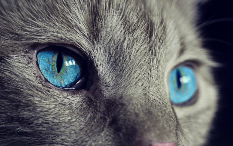 Grandmother disappeares in sinkhole seeking cat