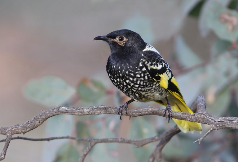 VIDEO | O specie de păsări pe cale de dispariţie din Australia şi-a uitat propriul tril