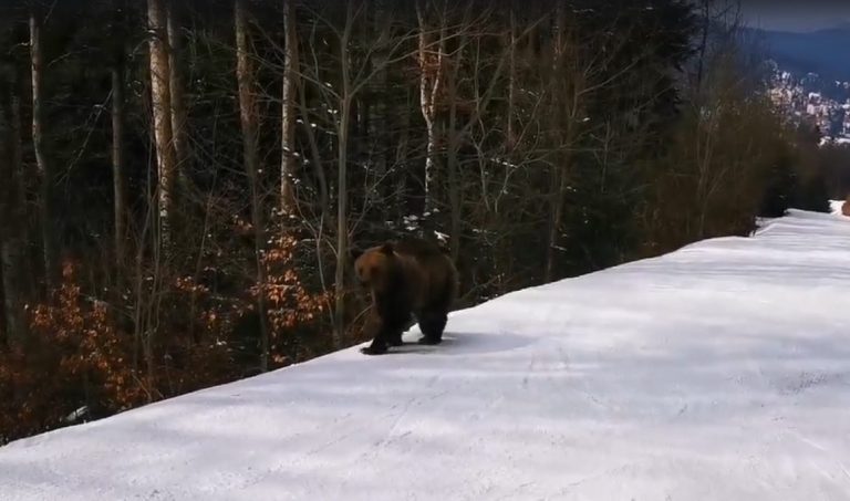 Man ‘killed by bear’ in Romania after he went on a run in mountains