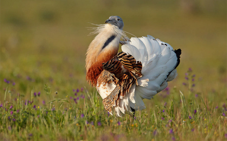 Great bustard returns to Romania after being hunted to near-extinction