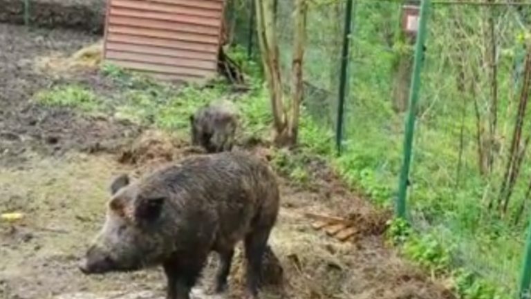 Wild boars are radioactive, thanks to Cold War tests