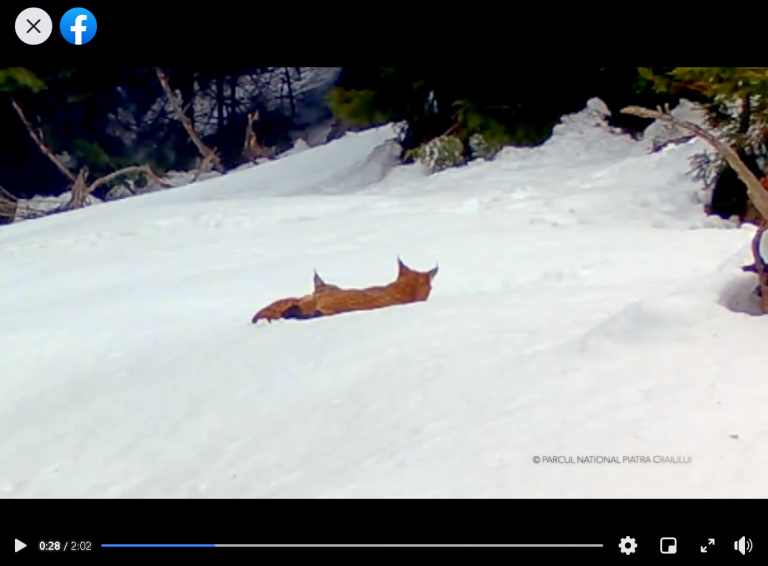 VIDEO. Two lynx frolic in the snow in forest in Romania