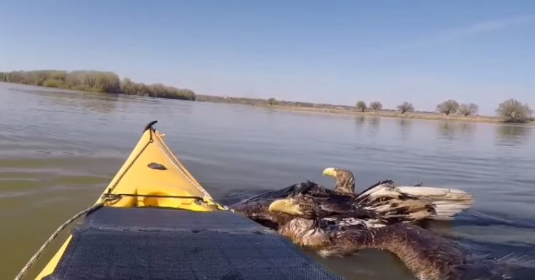 Doi vulturi codalbi, salvaţi de caiacişti pe Dunăre: Puţină lume poate să povestească despre aşa ceva