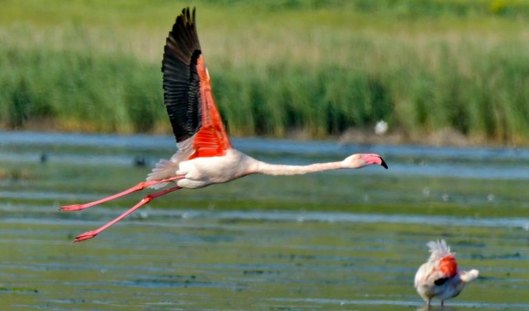 Flamingos in Romania’s Danube Delta take flight after they are scared off by tourists