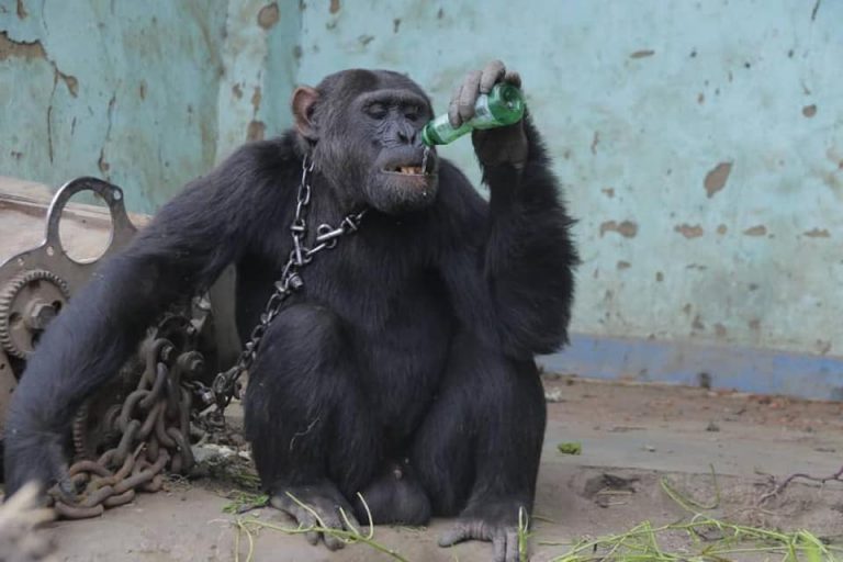 Dependent de alcool și țigări, cimpanzeul Tarzan, ținut legat cu un lanț, a fost eliberat după 25 de ani