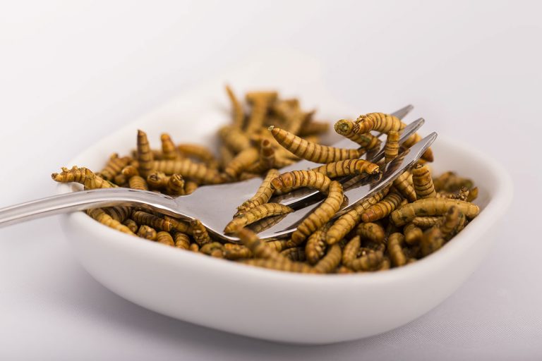 Politicienii polonezi se acuză reciproc că promovează consumul de insecte