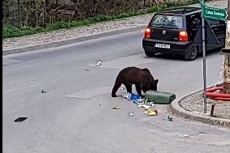 Bears in Romania have killed ‘dozens’ of people, livestock – minister