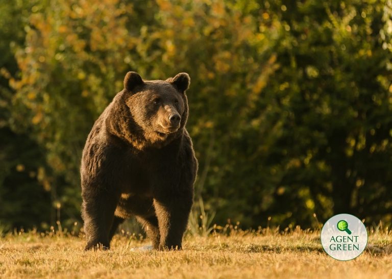 S-a deschis dosar penal in rem în cazul ursului împuşcat în zona Ojdula. Faptele cercetate: braconaj şi uz de armă
