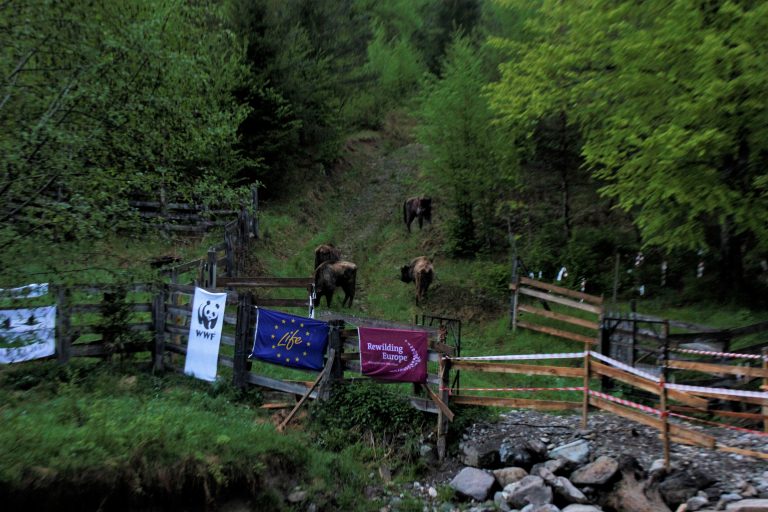VIDEO | Thirteen ‘super bison’ arrive in Southern Carpathians as part of rewilding project