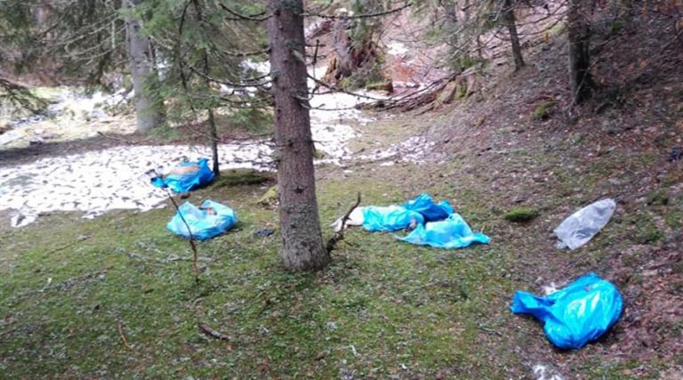 Aproape 30 de câini uciși și aruncați într-o pădure. Cercetări demarate de poliție