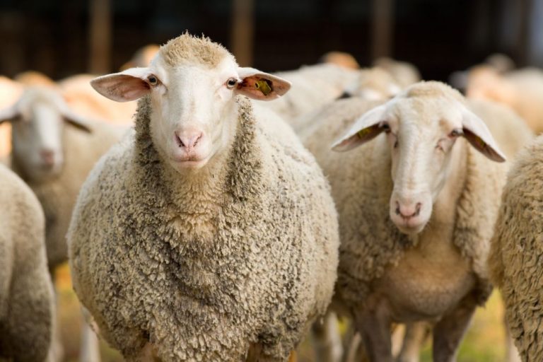 Largest wool processing factory in Europe to be built in Romania-agriculture ministry