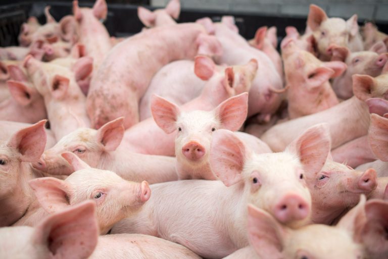 Spooky yet spectacular: pig kidney functions inside brain-dead patient