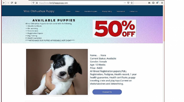 Puppy Fraud. Man extradited from Romania to US to stand trial in fake pet case