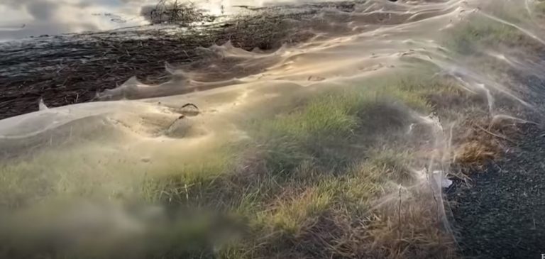 VIDEO | Ploile au creat o mare din pânză de păianjen, în Australia