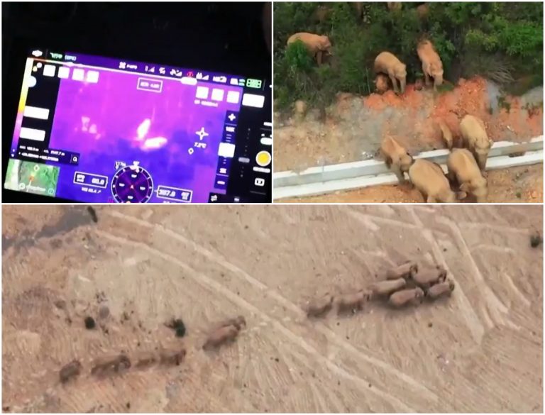 VIDEO | Epopeea a 15 elefanți prin China a creat un iureș pe internet