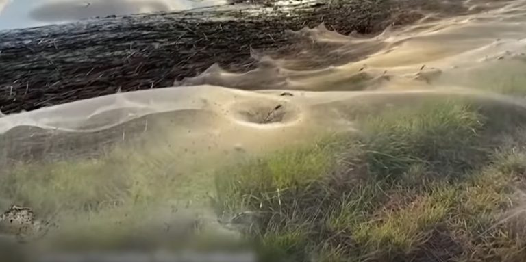 VIDEO | Scene horror: Un câmp acoperit de pânză de păianjen din cauza ploilor torențiale