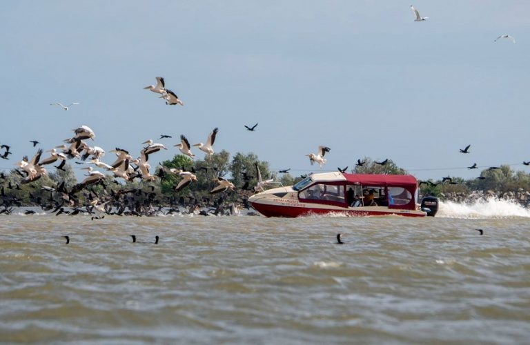 Șalupă fotografiată intrând în forţă într-o colonie de pelicani din Delta Dunării