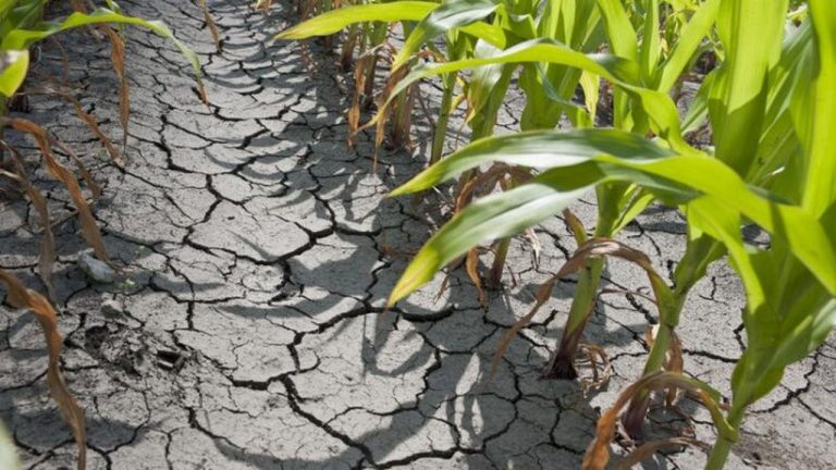 Romanian crop export hit by drought