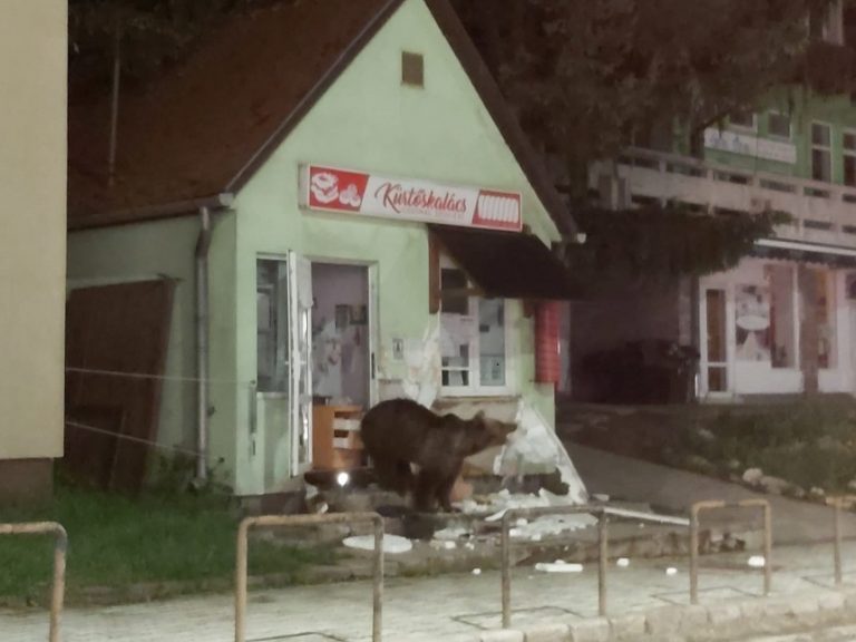VIDEO | Un urs a intrat într-o pensiune din Băile Tuşnad, iar altul într-un magazin