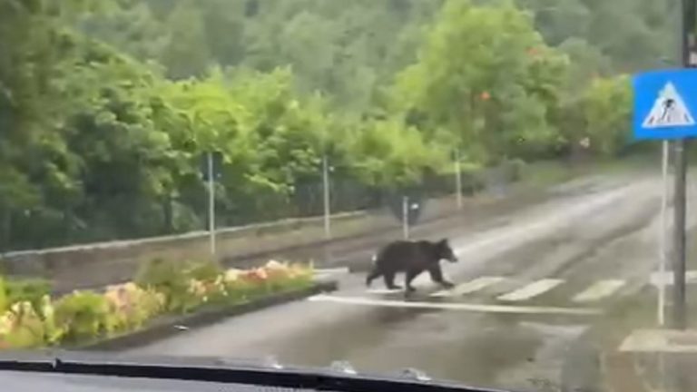 UPDATE. Romania’s environment minister wants hunting ban lifted for ‘dangerous’ bears