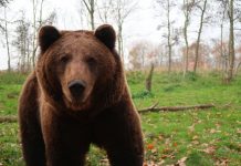 Turistă străină mușcată de un urs la Arefu; femeia a fost transportată la spital