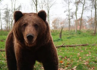 Turistă străină mușcată de un urs la Arefu; femeia a fost transportată la spital