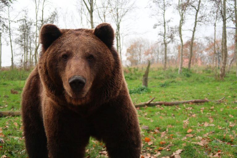 Mai multe containere anti-urs, unice în România, au fost date în folosinţă la Băile Tuşnad