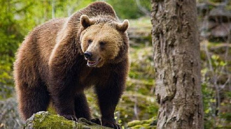 Șeful Gărzii de Mediu, despre intervenţia de urgenţă în cazul urşilor agresivi: „Împuşcarea e ultimul act pe care îl faci în legătură cu orice animal”