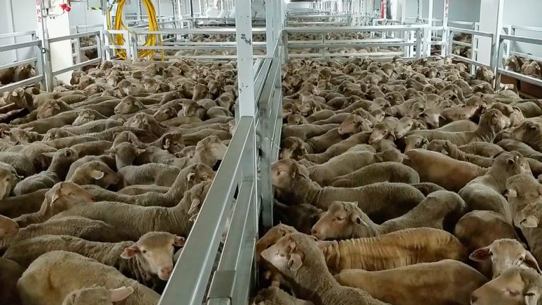 Ministrul Agriculturii: România nu poate fi de acord cu interzicerea exportului şi a transportului animalelor vii; ar afecta grav fermierii
