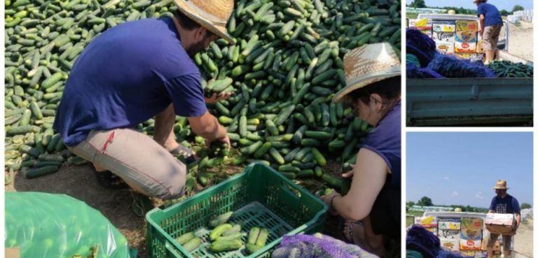 Cool as a cucumber. Romanian priest donates tons of dumped vegetables to monasteries