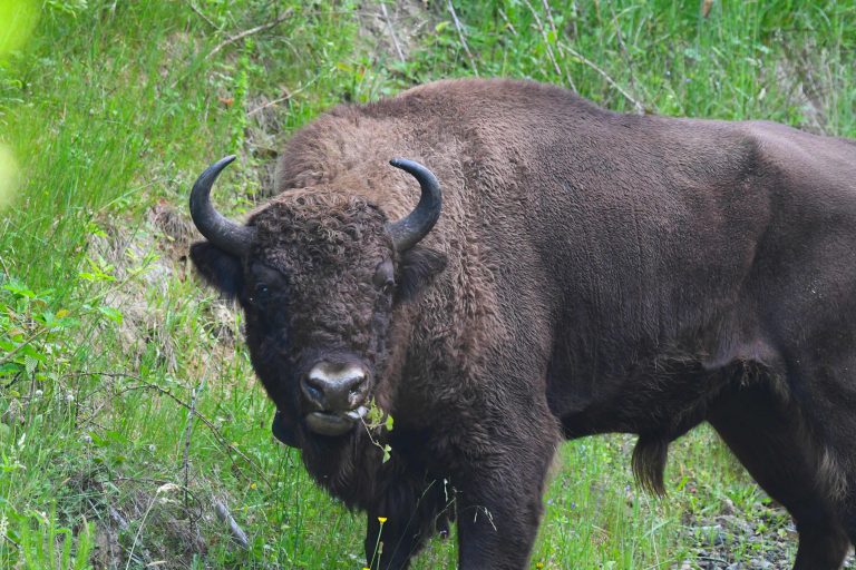 Seven more European bison arrive in Romania