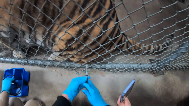 O grădină zoologică a început vaccinarea anti-Covid a animalelor