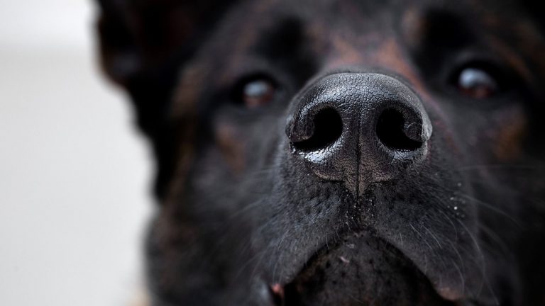 Măsuri pentru combaterea comerţului ilegal de animale, pe internet / Care a fost consecinţa acestui demers