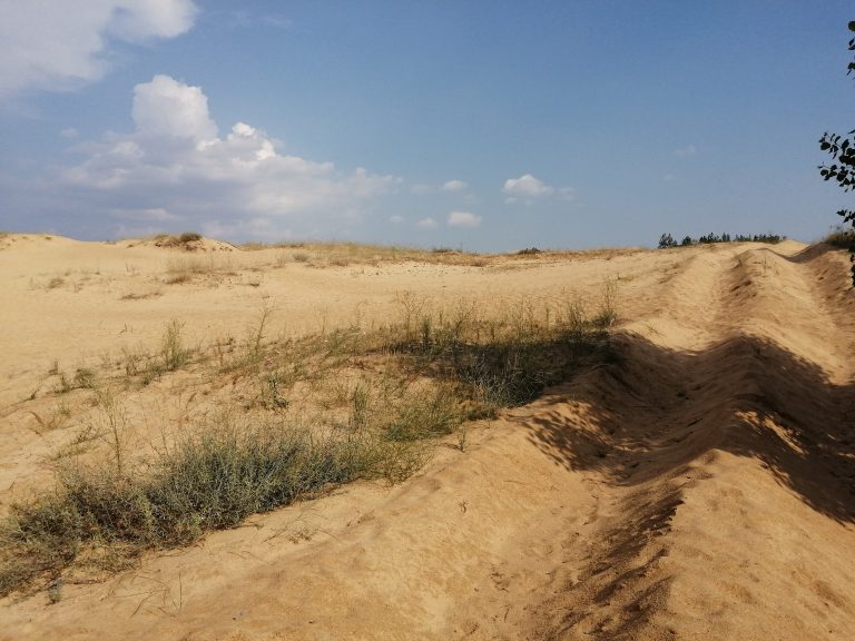 VIDEO-FOTO | Câteva minute printr-un deșert ospitalier: cu pădure de pin, câmpuri fertile de jur împrejur și chiar ceva ploaie