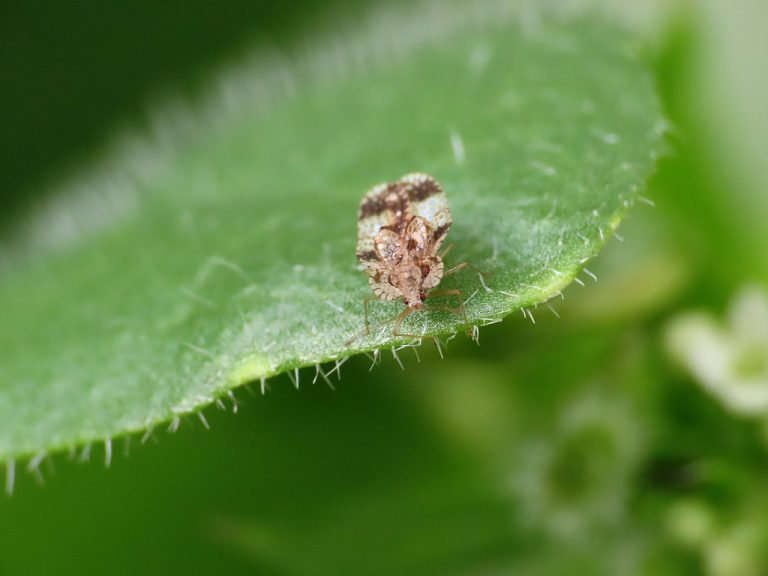 Romanian biologist warns about ‘invasion’ of lace bugs
