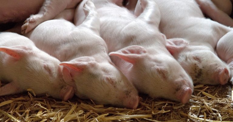 Romania confirms another outbreak of African swine fever: 20,000 pigs will be culled