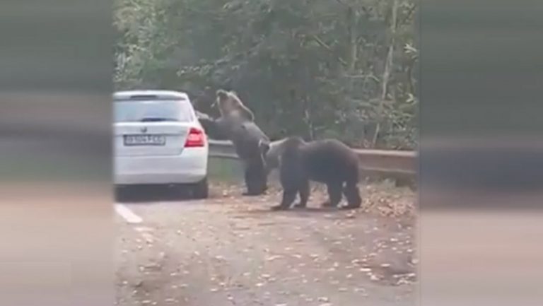 Bear ‘greets’ tourist who stopped car to take a picture in Romanian mountains