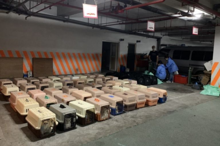 Contrabanda chineză iscă scandal în Taiwan. Miza: eutanasierea a 154 de pisici