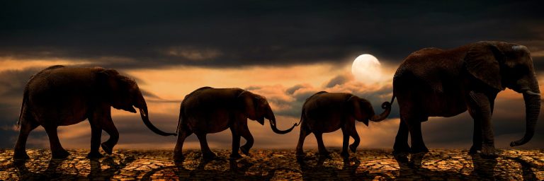 Rhino to save species with IVF