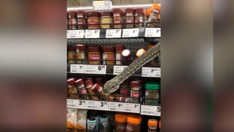 VIDEO | O zi „normală” în Australia: O femeie din Sydney a găsit un șarpe de 3 metri ascuns în raftul unui magazin